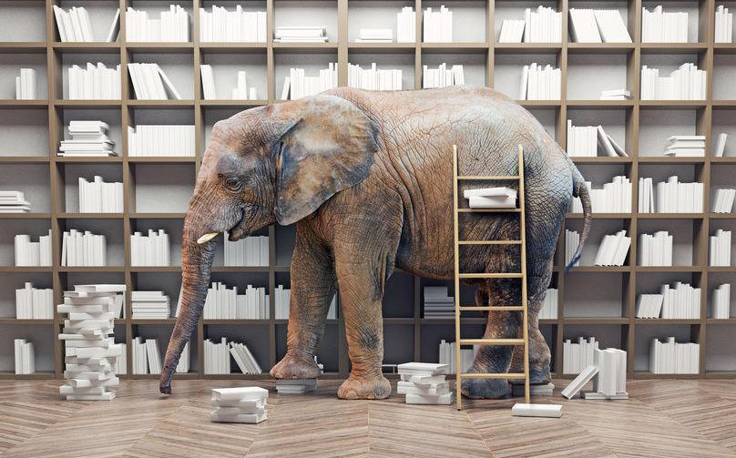 Contented courses on web writing and business writing help you deal with the elephant in the room: your monstrous web content problem which grows by the day.